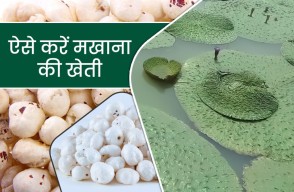 Golden Opportunity for Farmers, Good Profits from Makhana cultivation, there will be Bumper Yield